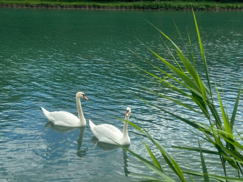 Half Day Semi Private Solar Boat Cruise in Champagne - Flexible Duration Options