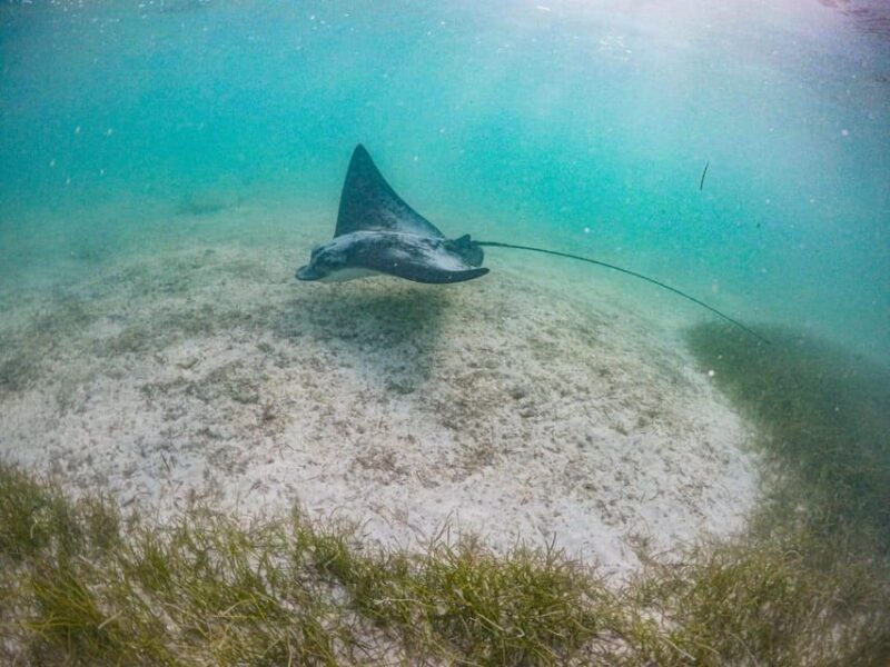 Half Day Semiprivate Snorkeling Tour With Turtles & Cenote - Key Points