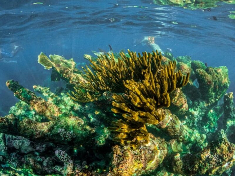 Half Day Semiprivate Snorkeling Tour With Turtles & Cenote - Activities and Experiences