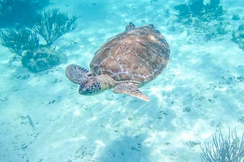 Half Day Semiprivate Snorkeling Tour With Turtles & Cenote - Inclusions