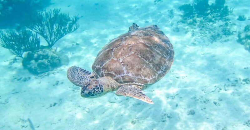 Half Day Semiprivate Snorkeling Tour With Turtles & Cenote - Restrictions and Recommendations