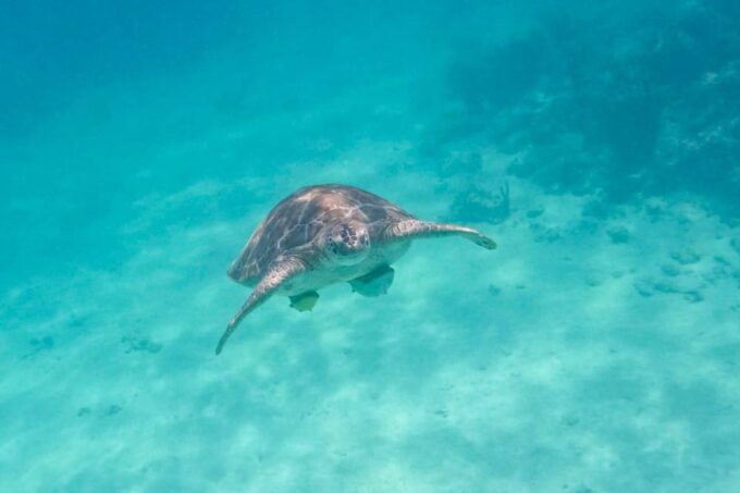 Half Day Semiprivate Snorkeling Tour With Turtles & Cenote - Frequently Asked Questions
