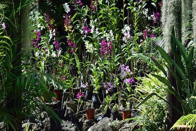 Half Day Sightseeing - Wonders of Nadi Tour - Tour Details