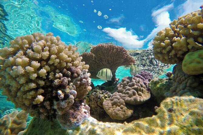 Half-Day Small-Group Cruise in Bora Bora with Snorkelling - Why This Tour Stands Out