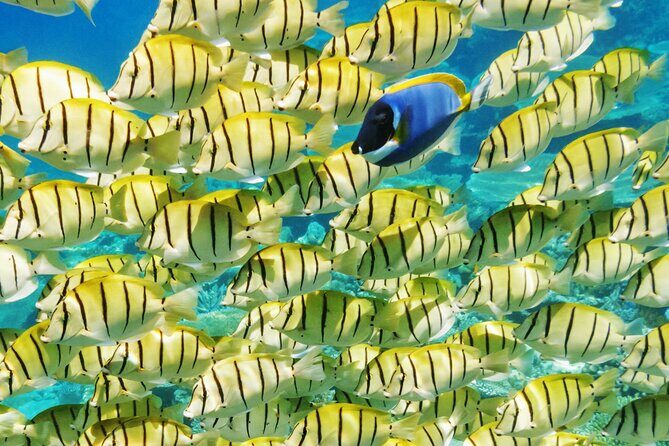 Half-Day Small-Group Cruise in Bora Bora with Snorkelling - Duration and Value