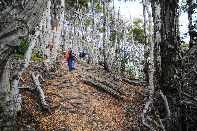 Half-Day Small-Group Tierra Del Fuego National Park Tour - Important Information