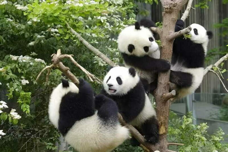 Half day small group tour to Chengdu Panda Breeding Center - Frequently Asked Questions