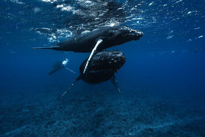 Half Day Small Group Whale Watching - Why This Tour Stands Out