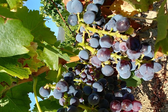 Half-Day Small-Group Wine Experience With Wine Expert From Cagliari - Cancellation Policy