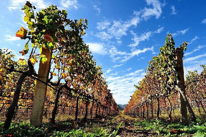 Half-Day Small-Group Wine Experience With Wine Expert From Cagliari - Explore Sardinian Wineries