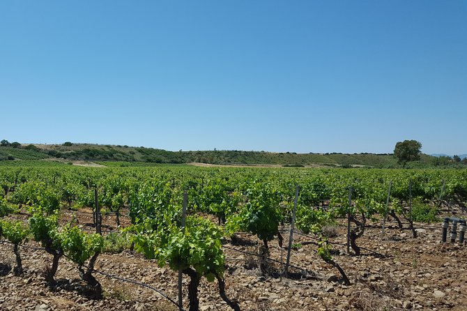 Half-Day Small-Group Wine Experience With Wine Expert From Cagliari - Memorable Brunch Experience