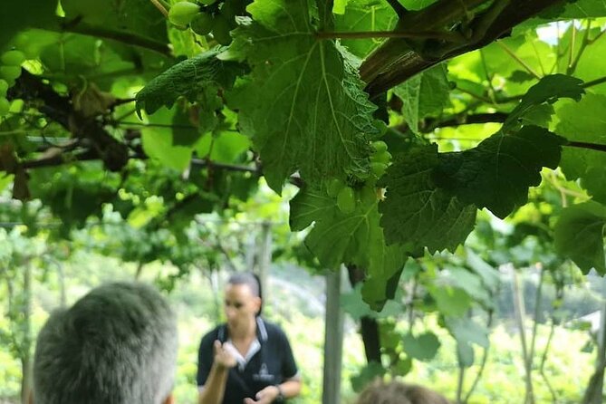 Half-Day Small-Group Wine Tour in Madeira - Tour Overview