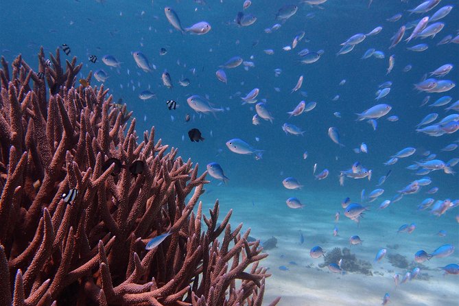 Half Day Snorkel 2.5hr Turtle Tour on the Ningaloo Reef, Exmouth - Pickup and Accommodation Arrangements
