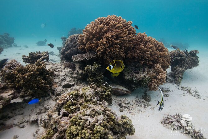 Half Day Snorkel 2.5hr Turtle Tour on the Ningaloo Reef, Exmouth - Physical Fitness and Capacity Requirements