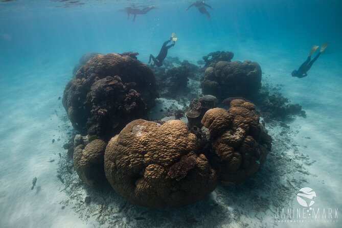 Half Day Snorkel 2.5hr Turtle Tour on the Ningaloo Reef, Exmouth - Stellar Customer Reviews and Ratings