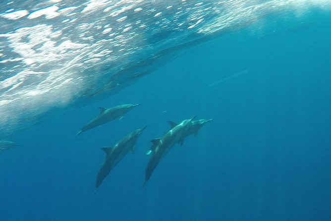 Half Day Snorkel in Lanai Island and Spinner Dolphin Search - Policy and Restrictions