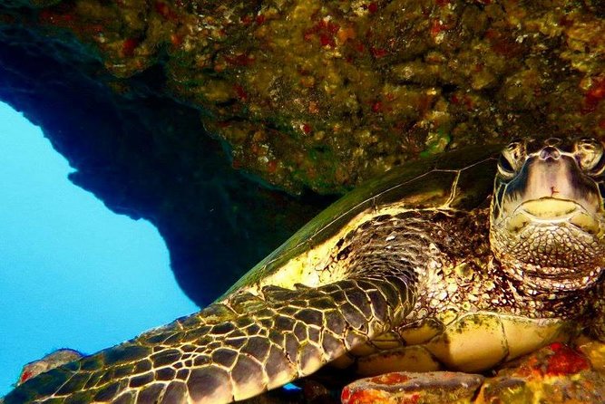 Half Day Snorkel in Lanai Island and Spinner Dolphin Search - Exploring Lanai Islands Coastline