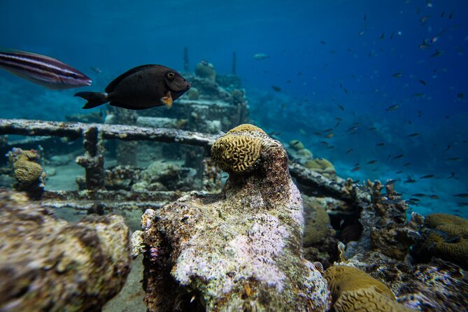 Half Day Snorkel Trip by Boat - Inclusions