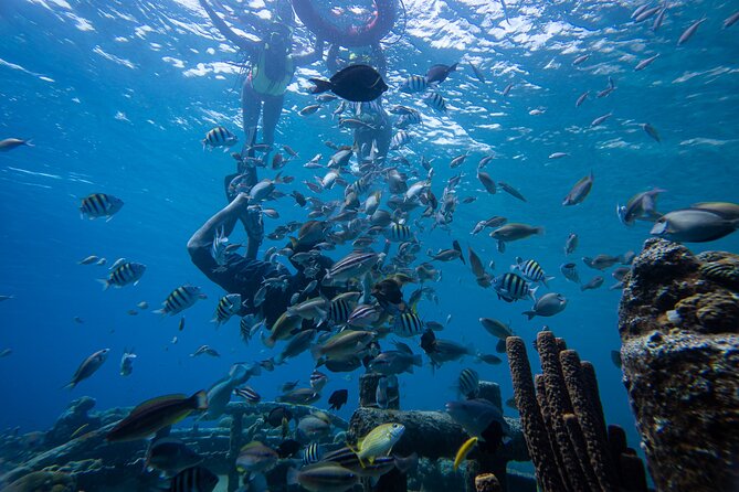 Half Day Snorkel Trip by Boat - Booking Details