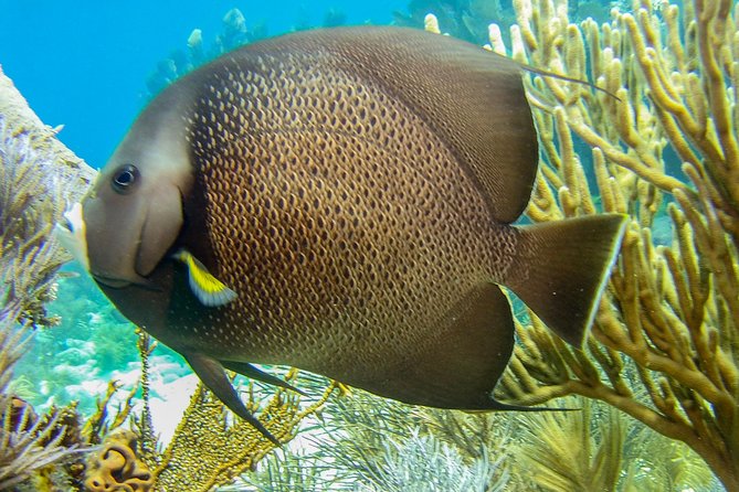 Half Day Snorkel Trip on Reefs in the Florida Keys - Snorkeling the Coral Reef