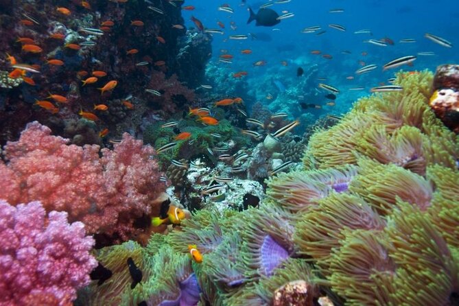Half-day Snorkeling Experience in Phu Quoc Island - Meeting and Pickup Details