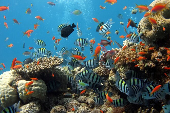 Half-day Snorkeling Experience in Phu Quoc Island - Maximum Group Size