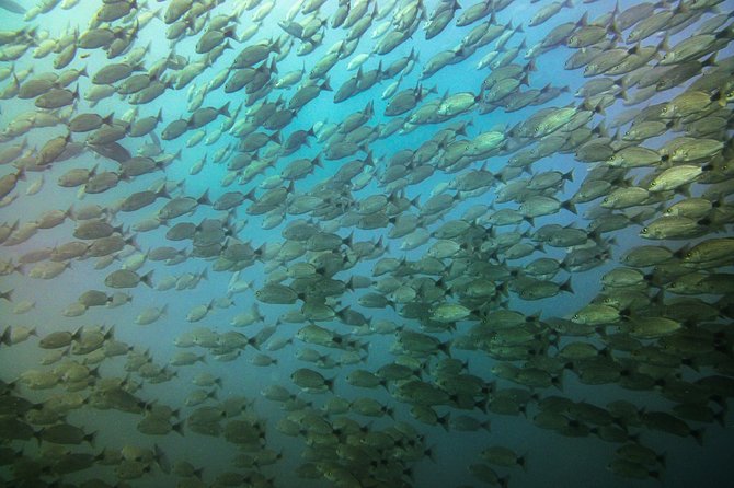 Half-Day Snorkeling Experience in Tamarindo - Tour Details and Inclusions