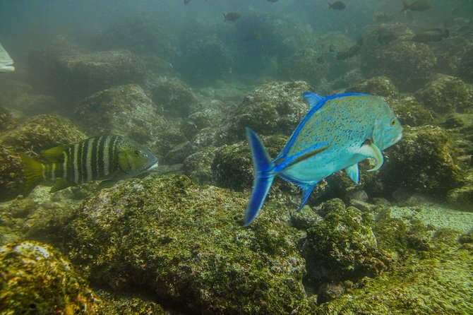Half-Day Snorkeling Experience in Tamarindo - Snorkeling Conditions and Quality