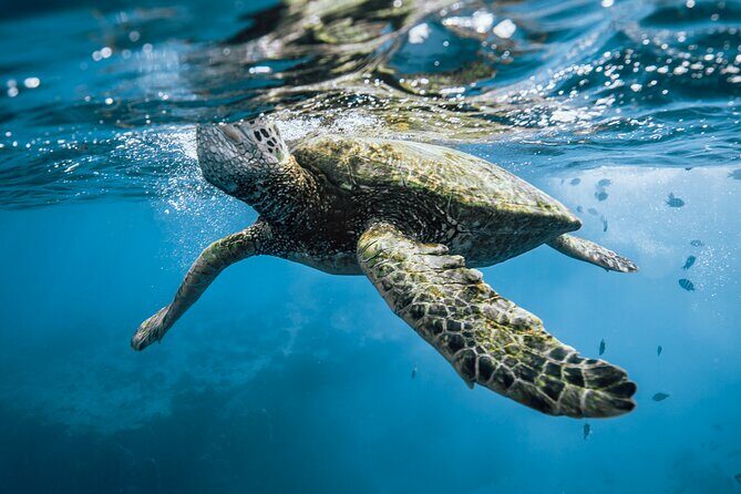 Half Day Snorkeling in Moorea - Authentic Experiences and Tips