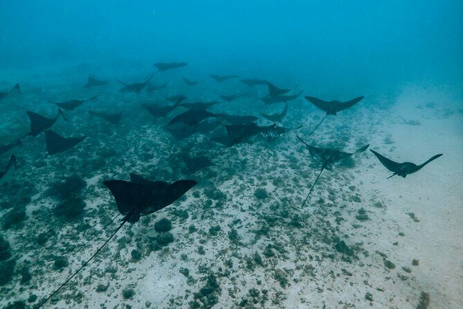 Half Day Snorkeling in Moorea - FAQs