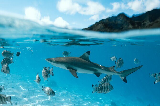 Half Day Snorkeling in Moorea - In The Sum Up