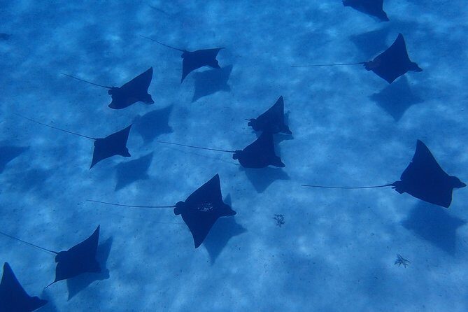 Half day Snorkeling Shared Boat Tour in Bora Bora - Exploring the Half Day Snorkeling Shared Boat Tour in Bora Bora