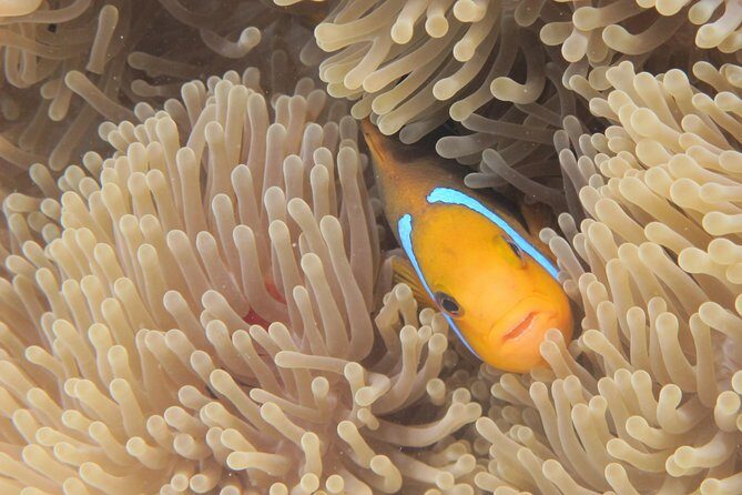 Half day Snorkeling Shared Boat Tour in Bora Bora - Frequently Asked Questions