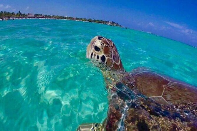 Half Day Snorkeling Tour from Margaritaville - The Experience in Detail