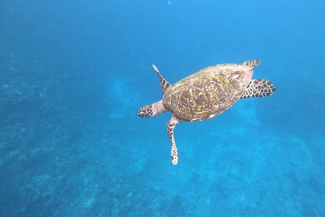 Half-Day Snorkeling Tour in Tahiti - Key Points