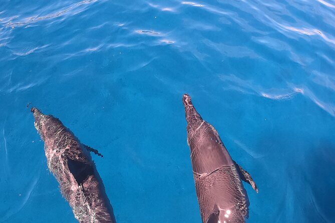 Half-Day Snorkeling Tour in Tahiti - The Overall Experience