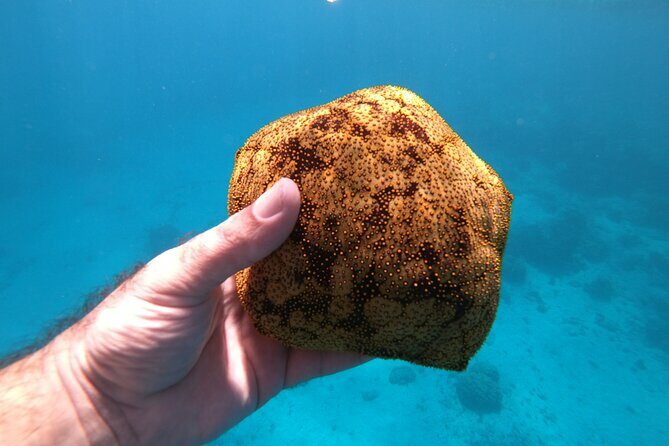 Half-Day Snorkeling Tour in Tahiti - Final Thoughts