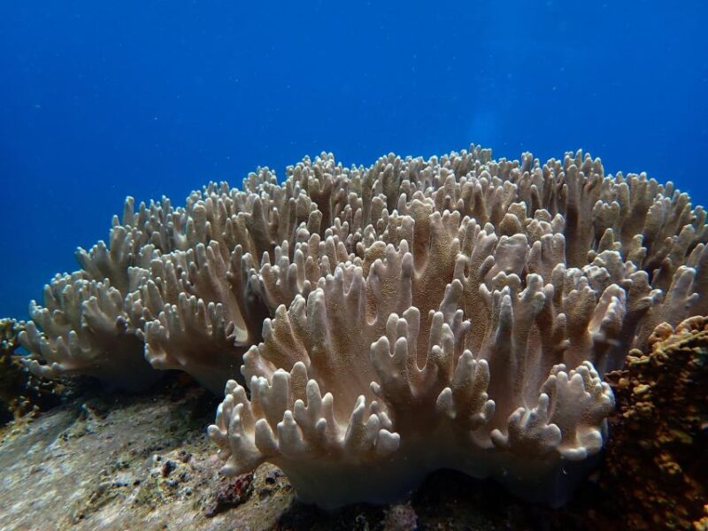 Half-Day Snorkeling Trip in Nha Trang With Vietnam Active - Inclusions