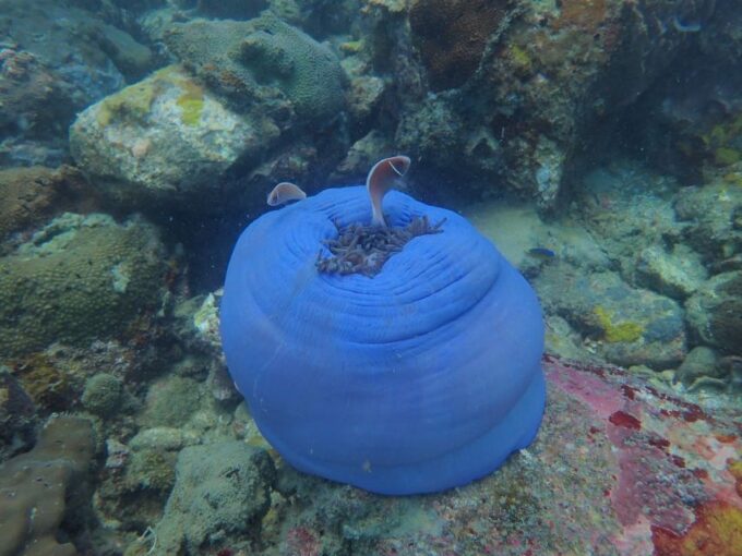 Half-Day Snorkeling Trip in Nha Trang With Vietnam Active - Exploring Underwater Wonders