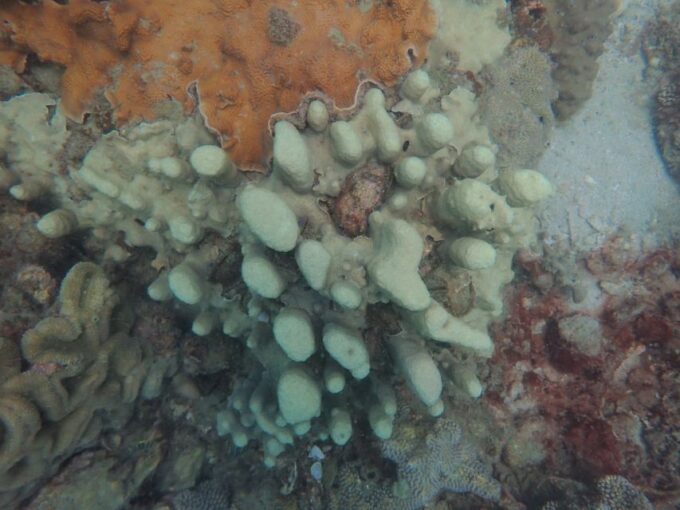 Half-Day Snorkeling Trip in Nha Trang With Vietnam Active - Small Group Adventure