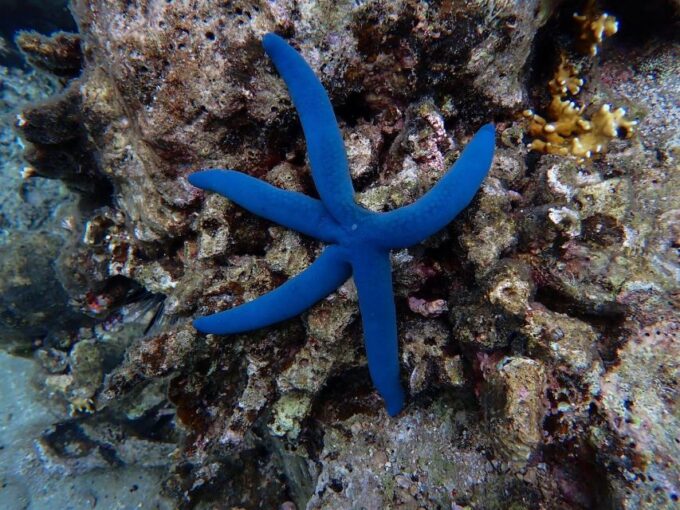 Half-Day Snorkeling Trip in Nha Trang With Vietnam Active - Cultural Immersion
