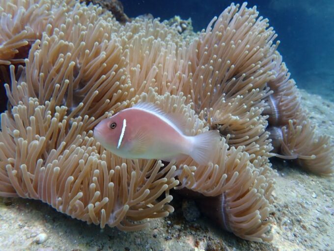 Half-Day Snorkeling Trip in Nha Trang With Vietnam Active - Frequently Asked Questions