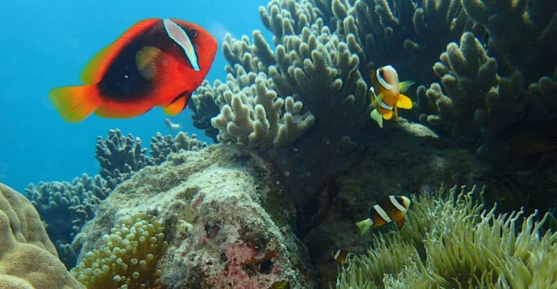 Half-Day Snorkeling Trip to Kerama (A : Kerama Snorkeling) - Key Points