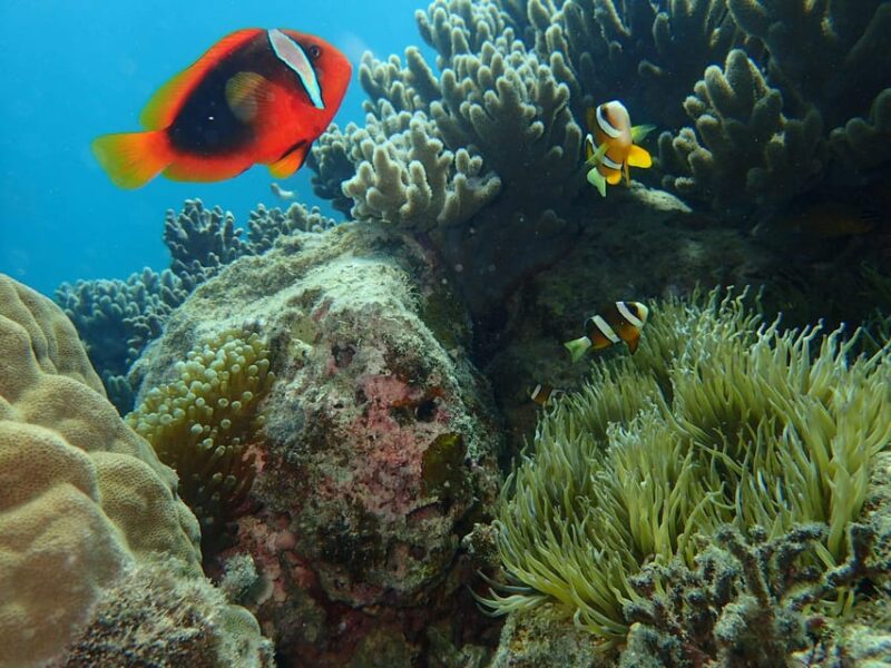 Half-Day Snorkeling Trip to Kerama (A : Kerama Snorkeling) - Inclusions