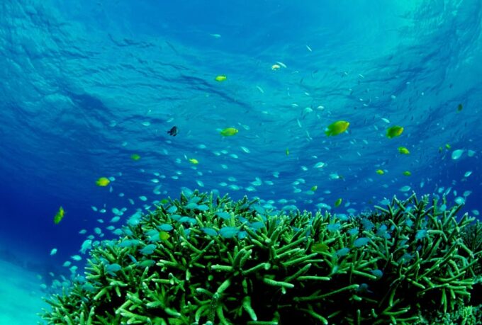 Half-Day Snorkeling Trip to Kerama (A : Kerama Snorkeling) - Frequently Asked Questions