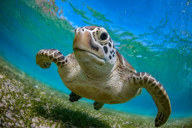 Half Day Snorkelling Cenotes and Turtles From Cancun and Riviera Maya - Pickup Information