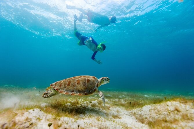 Half Day Snorkelling Cenotes and Turtles From Cancun and Riviera Maya - Positive Experiences