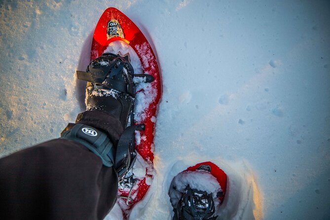 Half Day Snowshoe Hiking Adventure in Levi Lapland - Accessing Edited Photos Post-Tour