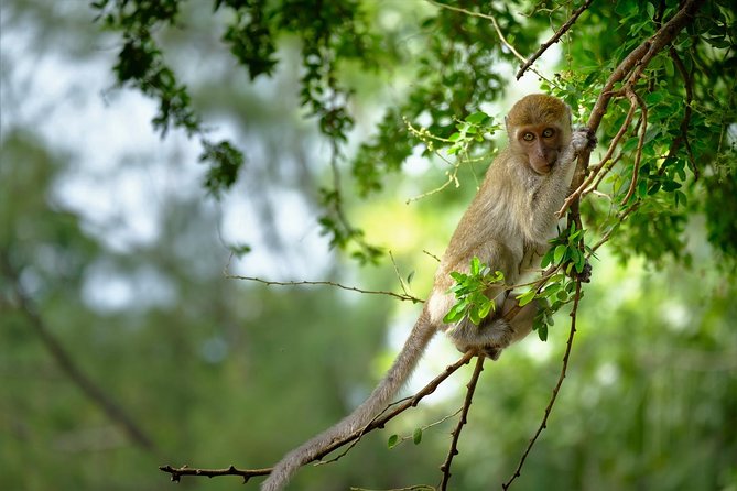Half Day : Sok River + Monkey Temple + View Point - Traveler Recommendations