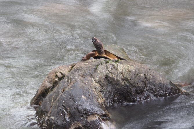 Half Day : Sok River + Monkey Temple + View Point - Sok River Canoeing